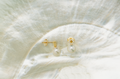 Boucles d’oreilles perles Akoya, or et diamants
